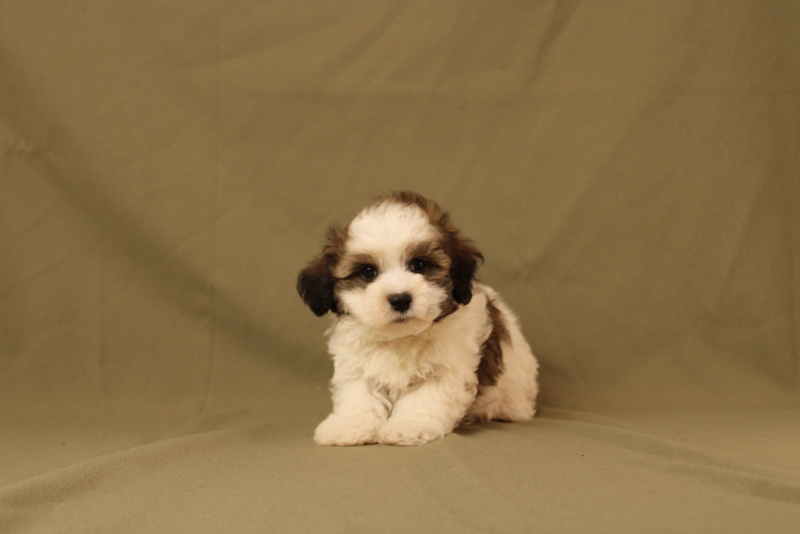 puppy, for, sale, Maltipoo, Matthew B. Stoltzfus, dog, breeder, Gap, PA, dog-breeder, puppy-for-sale, forsale, nearby, find, puppyfind, locator, puppylocator, aca